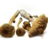 Buy Alacabenzi Magic Mushrooms