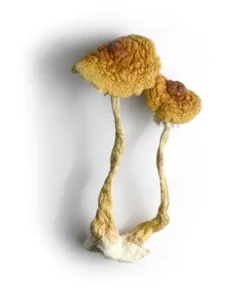 Brazilian Magic Mushrooms