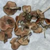 Flying Saucer Mushrooms (Psilocybe Azurescens Florida)