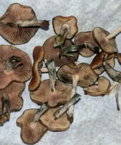 Flying Saucer Mushrooms (Psilocybe Azurescens Florida)