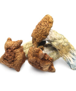 King Kong Magic Mushrooms