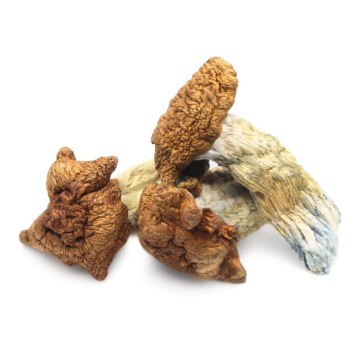 King Kong Magic Mushrooms