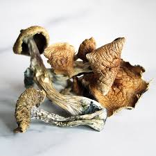 Buy Rusty White Magic Mushrooms